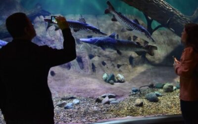 Pintado de 1,30 metro e 30kg é nova atração do Bioparque Pantanal