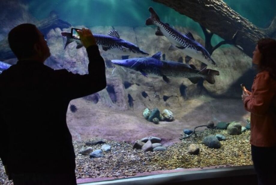 Pintado de 1,30 metro e 30kg é nova atração do Bioparque Pantanal