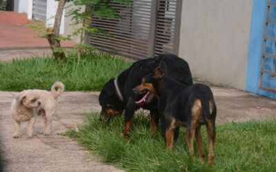 Em MS, cachorro é o método mais utilizado como medida de segurança, aponta IBGE