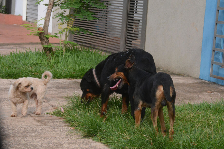 Em MS, cachorro é o método mais utilizado como medida de segurança, aponta IBGE