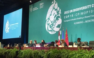 Sob atropelo chinês, COP15 define meta de conservar 30% da biodiversidade até 2030