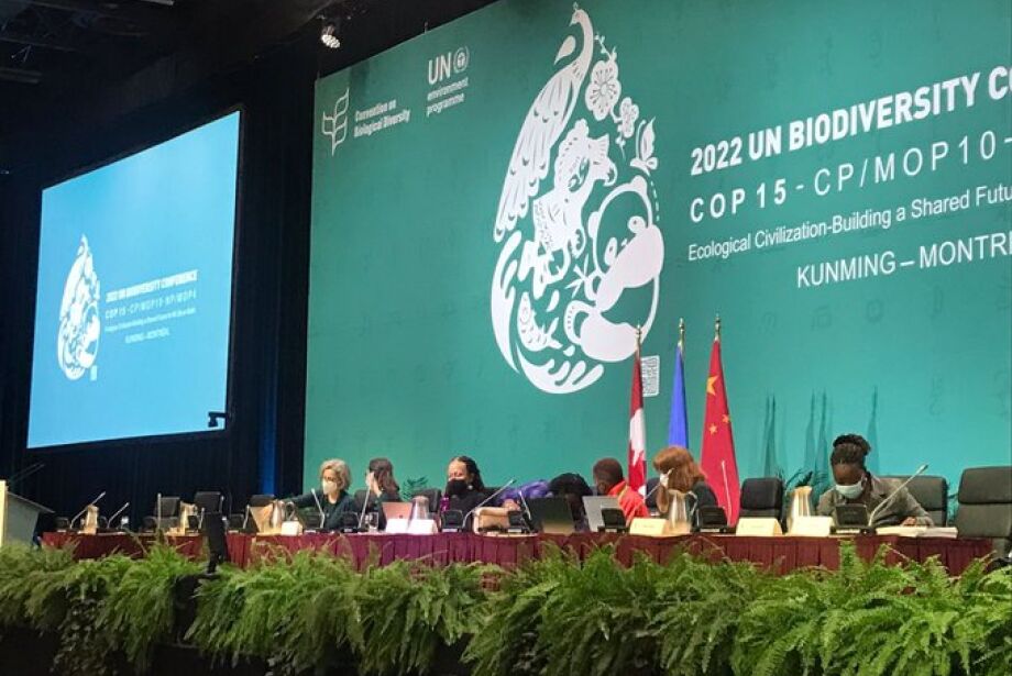 Sob atropelo chinês, COP15 define meta de conservar 30% da biodiversidade até 2030