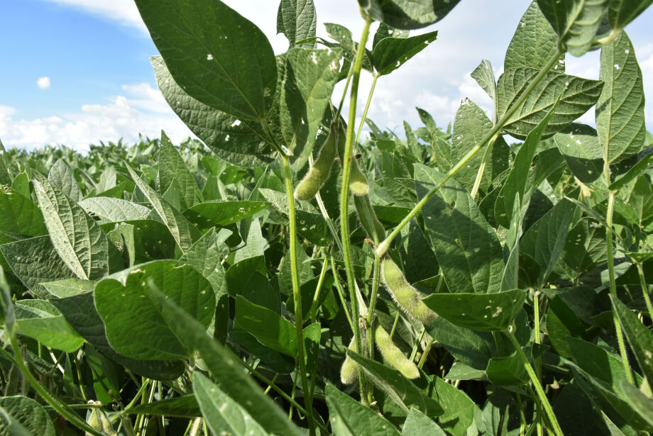 Clima fez faturamento da agropecuária de Mato Grosso do Sul cair R$ 5 bilhões