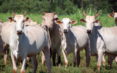 Mato Grosso do Sul está fora de risco para o mal da vaca louca