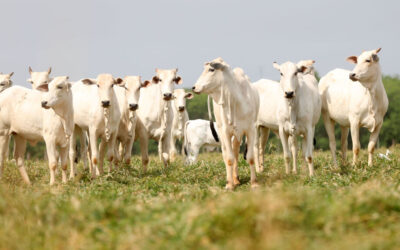 Preços pagos aos produtores e exportadores caem; carne se mantém cara para consumo