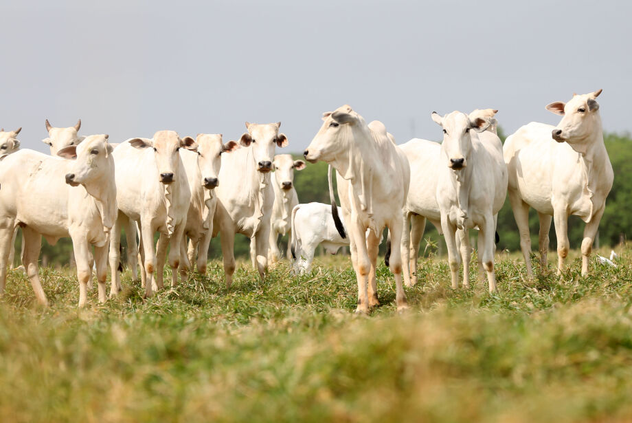 Preços pagos aos produtores e exportadores caem; carne se mantém cara para consumo