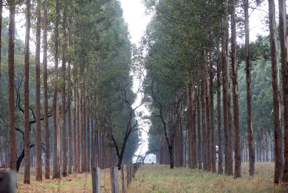 Estado deve chegar a 1,7 milhão de hectares de eucalipto até o fim do ano