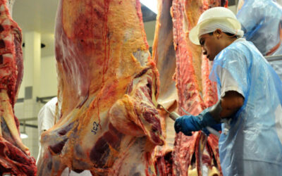 Mal da vaca louca no Pará trava mercado do boi no Brasil