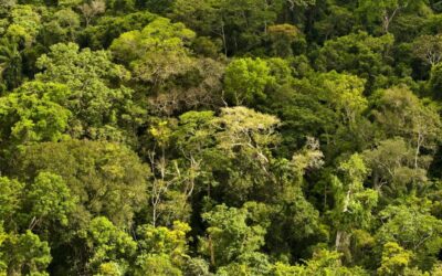 Desmatamento na Amazônia tem queda 61% em janeiro, aponta Inpe