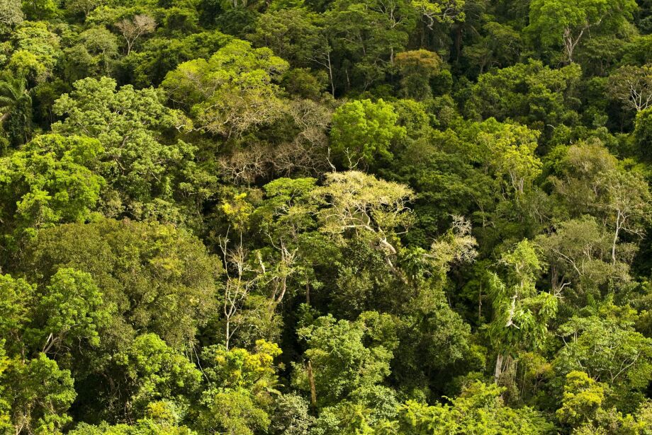 Desmatamento na Amazônia tem queda 61% em janeiro, aponta Inpe