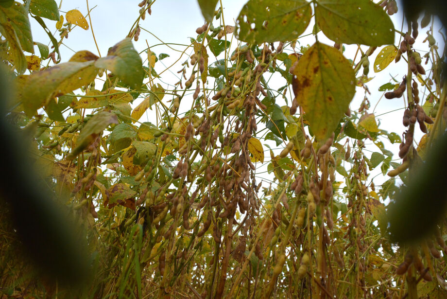 Chuvas em excesso atrasam colheita de 1,8 milhão de hectares de soja em MS