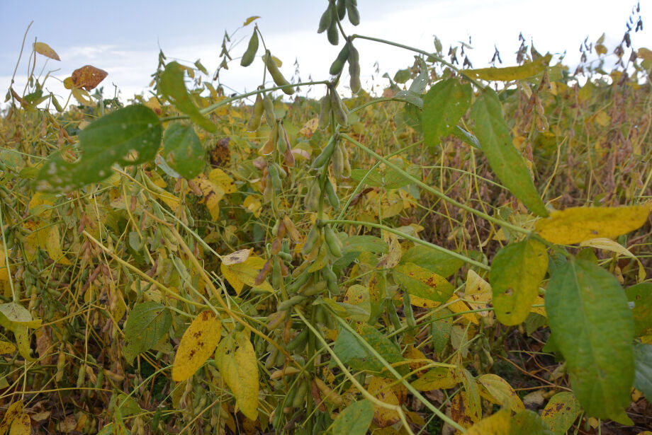 Chuvas adiam fim da colheita de soja para abril e expõem safrinha a riscos climáticos em MS