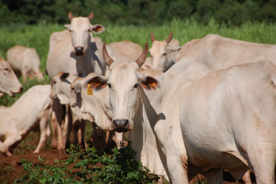 Produtores de MS anseiam por retorno da comercialização de carne com a China