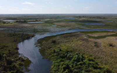 A vida se renova no Pantanal, mas não se espera uma grande cheia