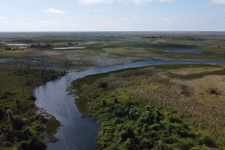 A vida se renova no Pantanal, mas não se espera uma grande cheia