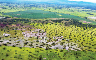 Projeto tenta incentivar mercado de R$ 4 bilhões na região do Pantanal