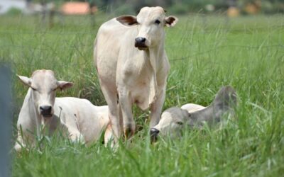 Arroba do boi desvaloriza 16% em um ano e fica abaixo de R$ 250