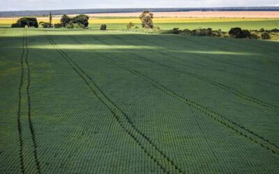 Mudanças climáticas afetam produção de soja e cria desafios no seguro rural