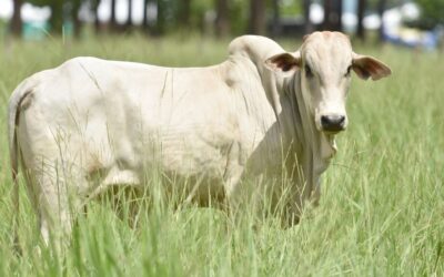 Área cultivada mais que dobra e produção de bovinos cai 25%