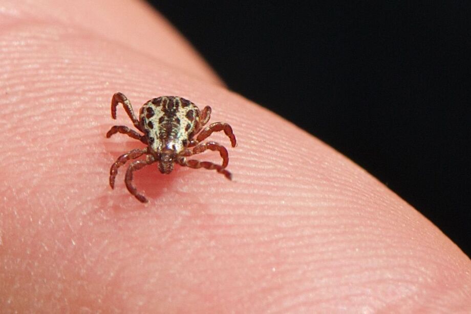 Sobe para cinco o número de casos suspeitos de febre maculosa em Mato Grosso do Sul