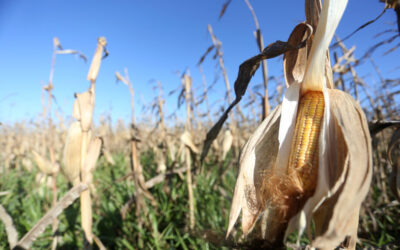 Colheita do milho segue lenta em MS e chega a 202,2 mil hectares