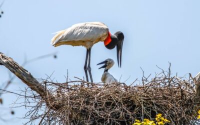 Nos EUA, Riedel discute com bancos mundiais PPPs, potencial de MS e preservação do Pantanal