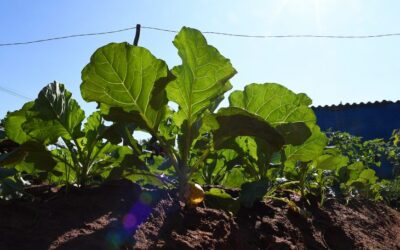 Para fomentar o debate sobre nutrição no MS, SES e Asman realizam o I Congresso de Nutrição de MS