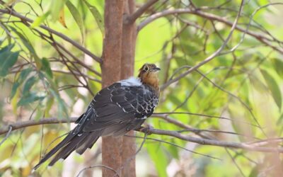 Global Big Day 2023: Mato Grosso do Sul tem sete ‘hotspots’ em evento mundial de observação de aves