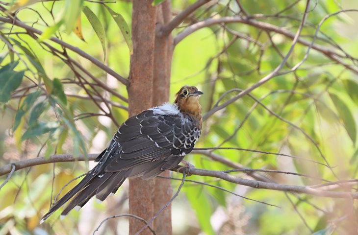 Global Big Day 2023: Mato Grosso do Sul tem sete ‘hotspots’ em evento mundial de observação de aves