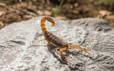 Acidentes com escorpiões: cuidados devem ser redobrados em períodos de altas temperaturas