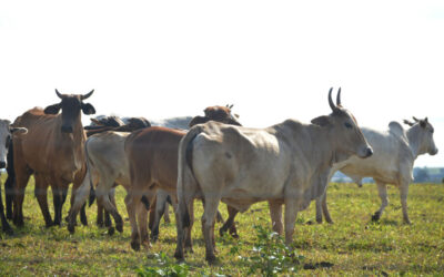 Exportações de carne bovina registram queda de 21% em Mato Grosso do Sul