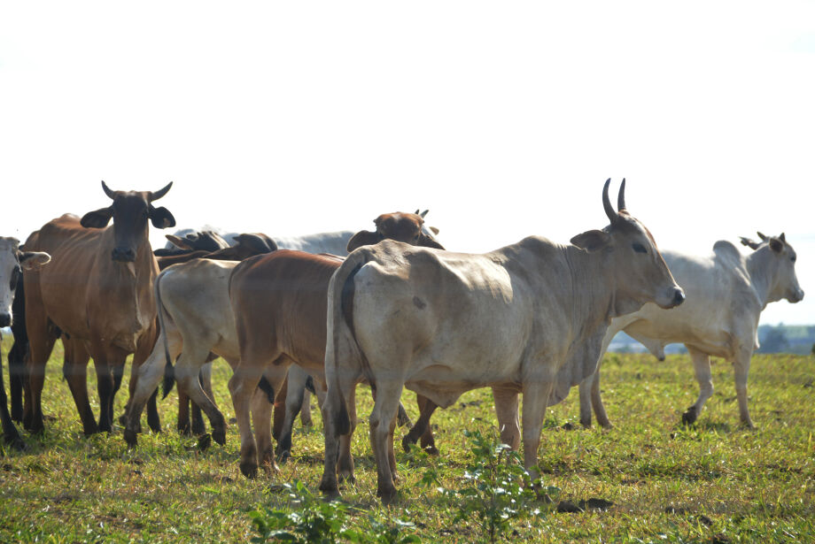 Exportações de carne bovina registram queda de 21% em Mato Grosso do Sul