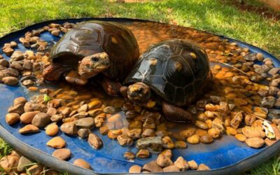 Em dias quentes, animais do Bioparque recebem cuidados especiais para manter bem-estar e conforto