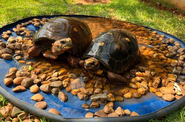 Em dias quentes, animais do Bioparque recebem cuidados especiais para manter bem-estar e conforto