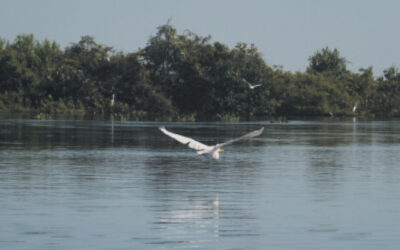 Sancionada hoje, Lei do Pantanal entra em vigor em fevereiro