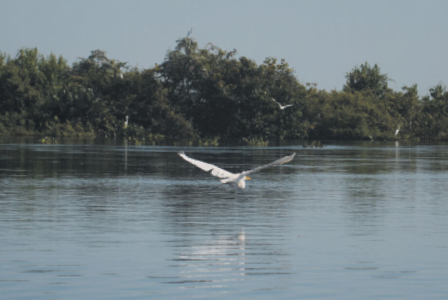 Sancionada hoje, Lei do Pantanal entra em vigor em fevereiro