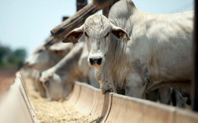 Preços do boi gordo se sustentam e animam produtores