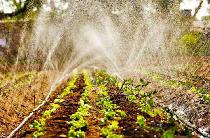 Agricultura familiar de MS terá mais R$ 4 milhões no Programa de Aquisição de Alimentos