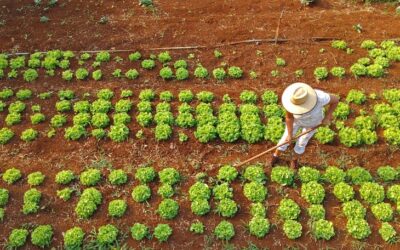 Com projeto na agricultura familiar, MS dá mais um passo para se tornar carbono neutro até 2030