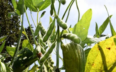 Prazo para plantio de soja tem alterações neste final de ano em Mato Grosso do Sul