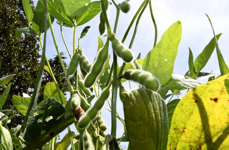 Prazo para plantio de soja tem alterações neste final de ano em Mato Grosso do Sul