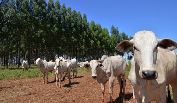 Precoce MS avança com abate de 1,3 milhão de cabeças e incentivo de quase R$ 117 milhões aos produtores