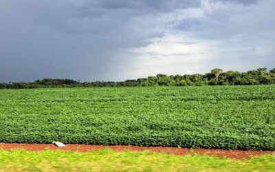 Prazo para cadastro de áreas de plantio de soja encerra em 31 de janeiro em MS