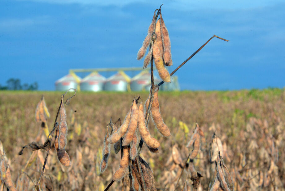 Com a saca da soja a R$ 88, prejuízo aos produtores pode chegar a R$ 5,8 bilhões