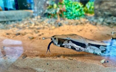 Embaixadora da conscientização ambiental no Bioparque, jiboia é apresentada ao público