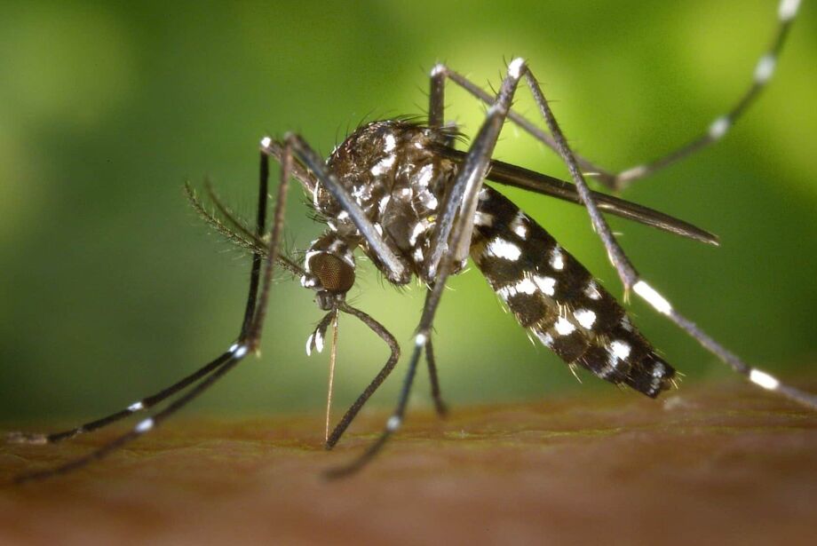 Brasil registra quase 3 mil mortes por dengue e quase 5 mil de casos prováveis da doença